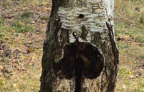 Napar z grzybów leczniczych