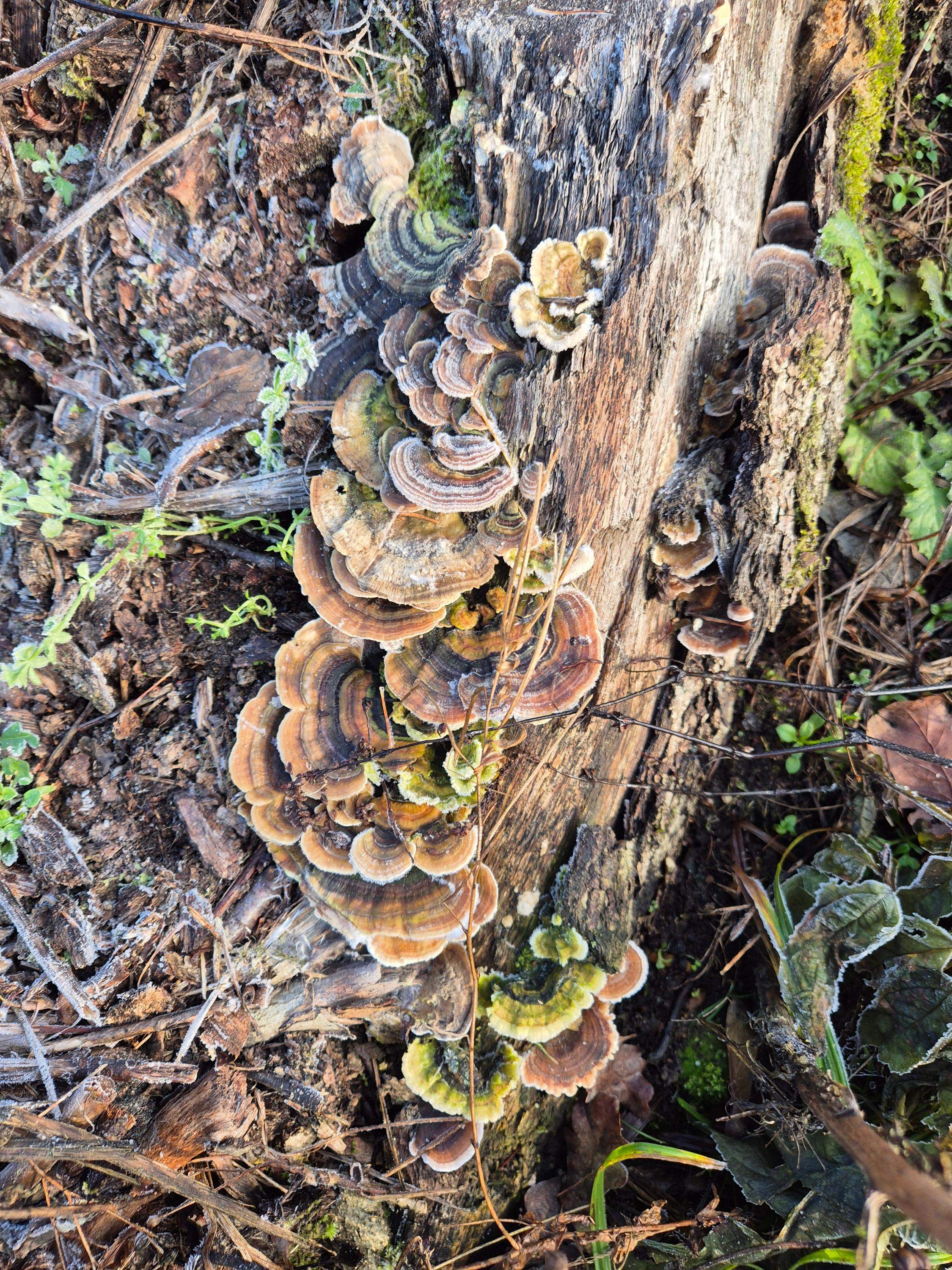 Wrośniak różnobarwny naturalia