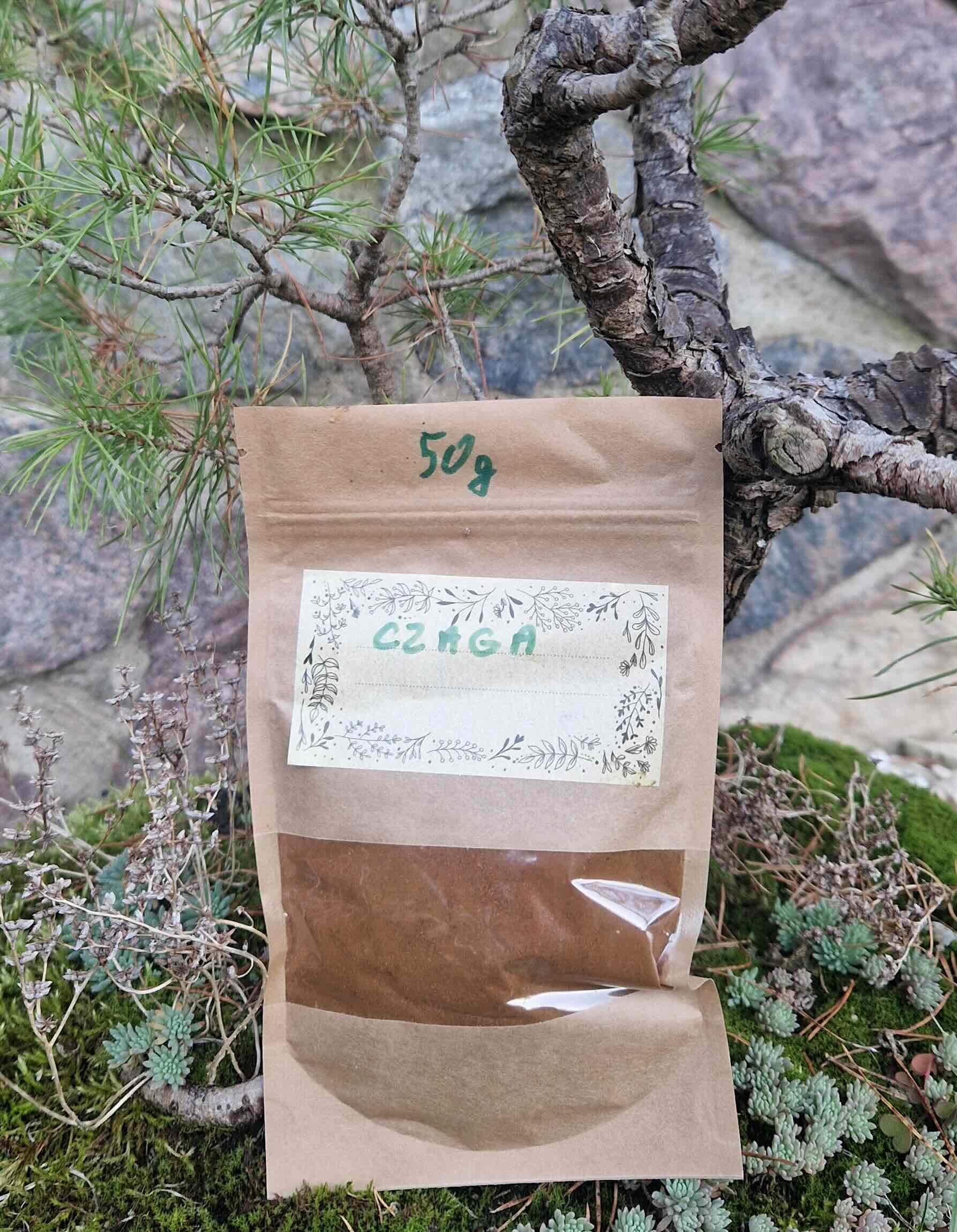 Czaga błyskoporek podkorowy 1