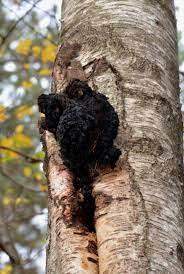 Czaga błyskoporek podkorowy