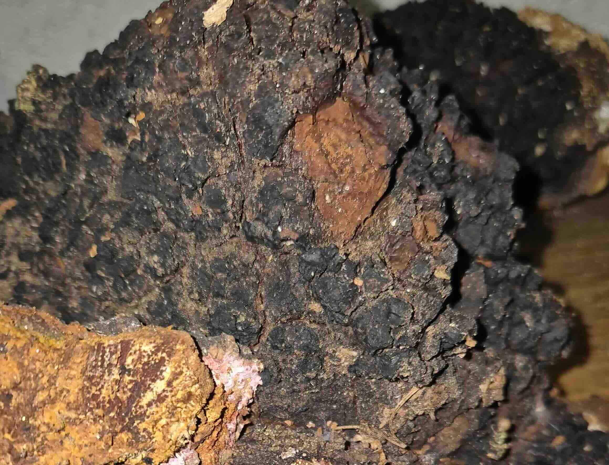 Czaga błyskoporek podkorowy 2