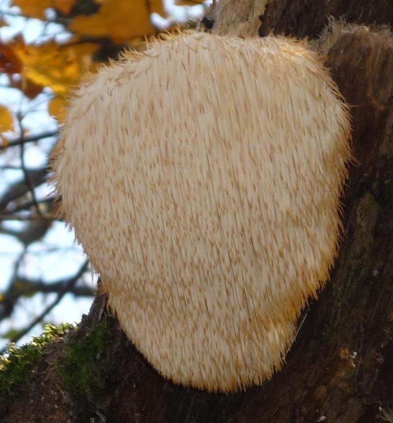 Soplówka jeżowata 30 g