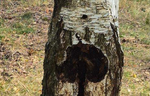 Czaga w lesie, grzyb leczniczy. 