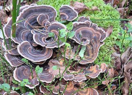 Wrośniak różnobarwny, trametes versicolor, na tle mchu.