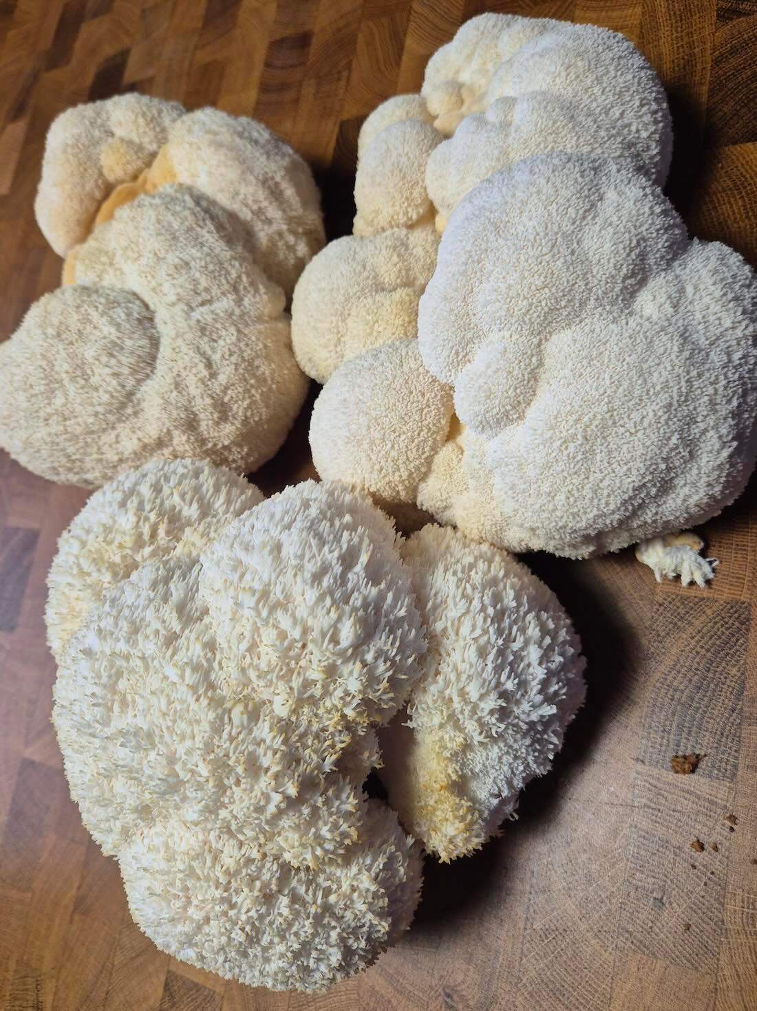 Soplówka jeżowata 30 g 35 zł