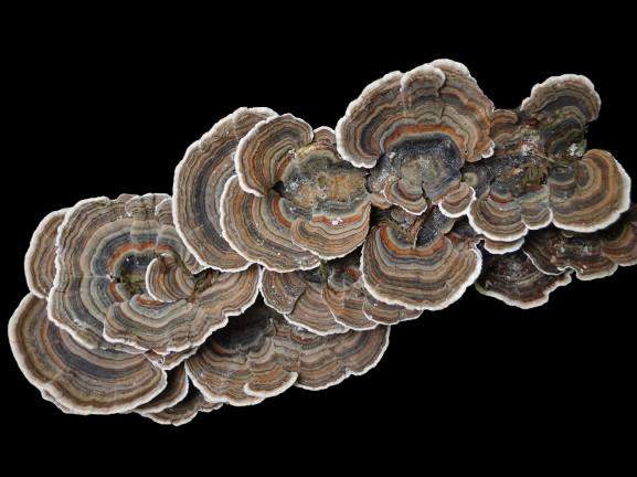 Wrośniak różnobarwny 50 g