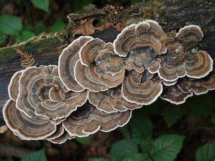 Wrośniak różnobarwny trametes versicolor, Naturalia